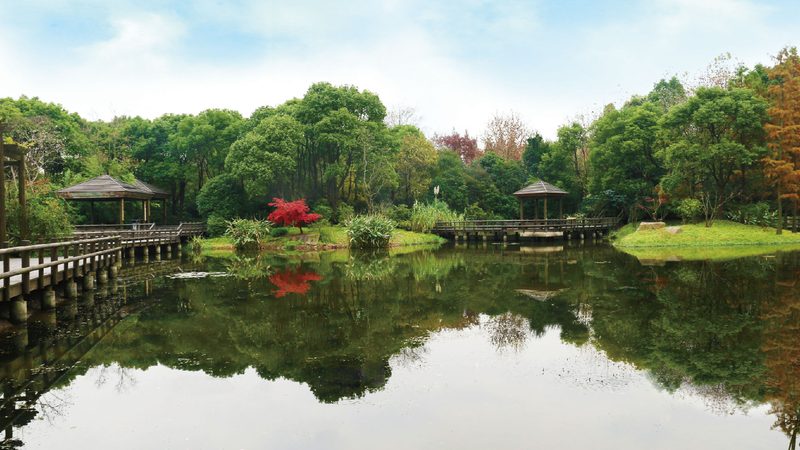 庭院常绿植物搭配：如何打造四季如春的绿意空间