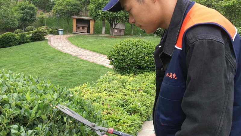 市政绿化苗木规格：标准解读与选购要点
