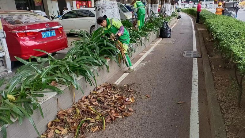 园林乔木树种优缺点：如何选择最适合的绿化植物**