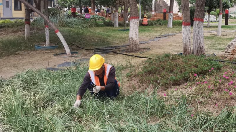 高羊茅草坪越冬，这些关键点你掌握了吗？**